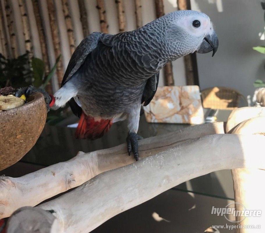 Africké šedé papoušky - foto 1