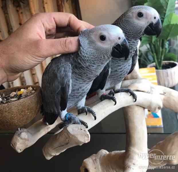 Africké šedé papoušky - foto 2
