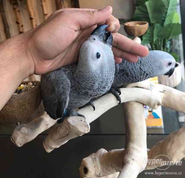 Africké šedé papoušky - foto 4