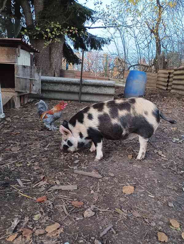 Kune kune - foto 2