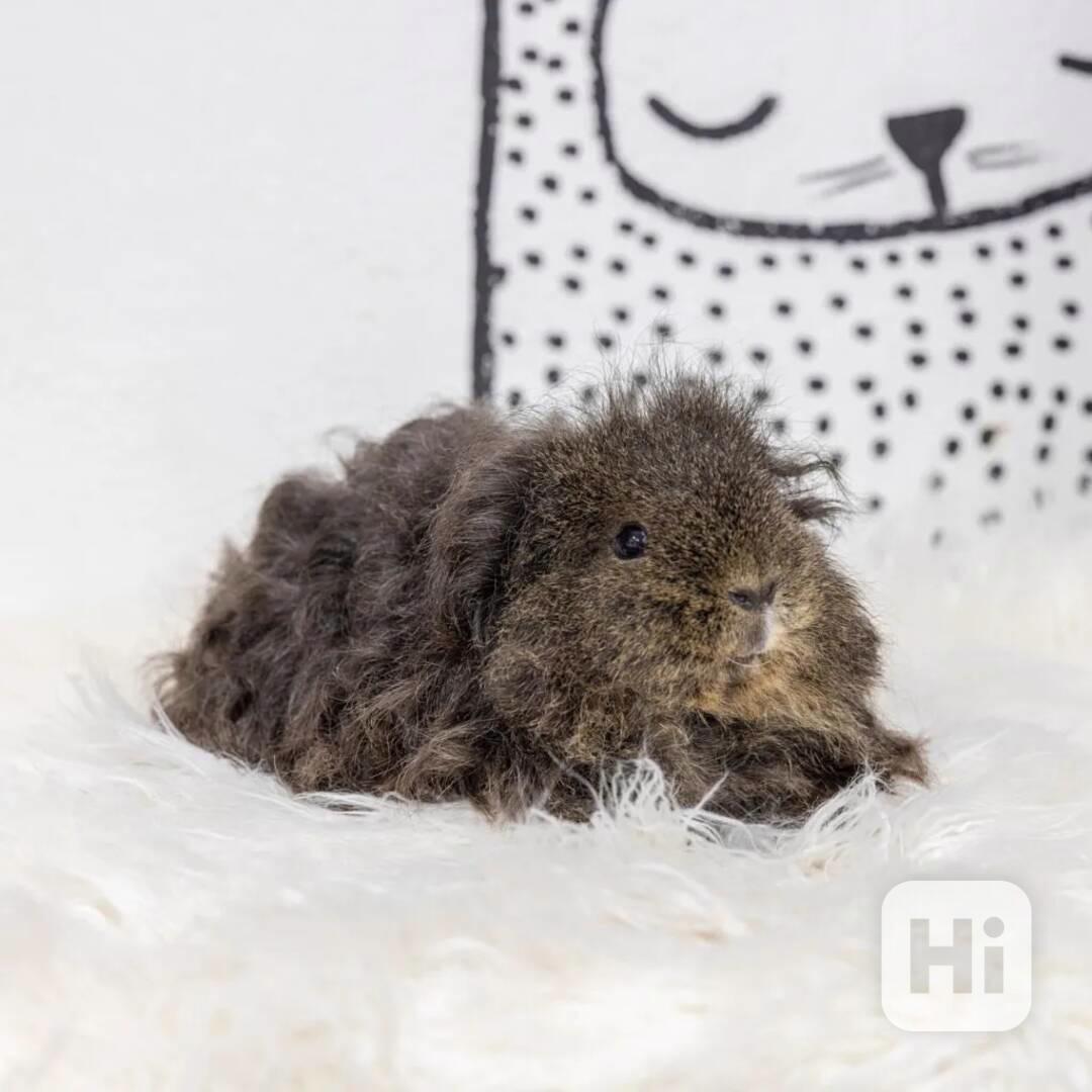 Perfektní morčata k prodeji  - foto 1