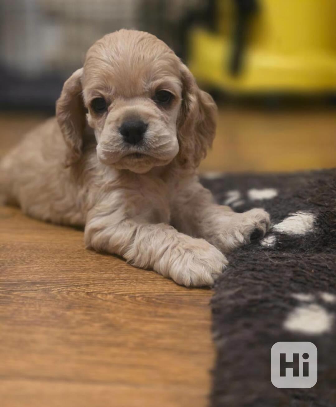 Úžasná holčička amerického kokršpaněla - foto 1