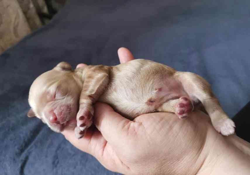 Úžasná holčička amerického kokršpaněla - foto 3