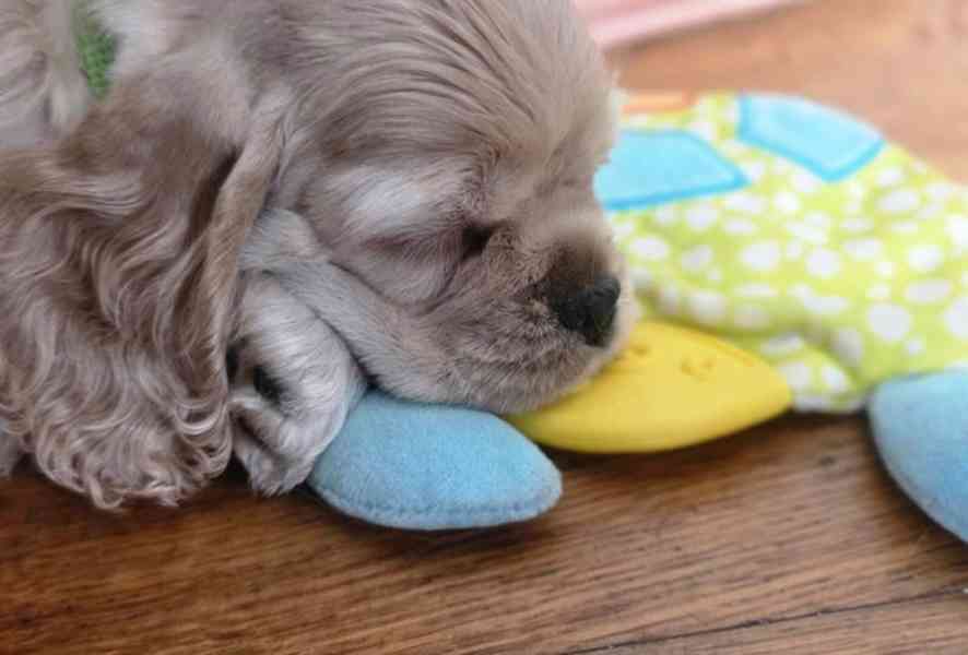 Úžasná holčička amerického kokršpaněla - foto 4