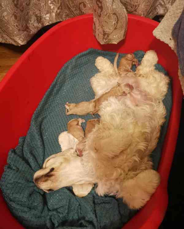 Úžasná holčička amerického kokršpaněla - foto 2