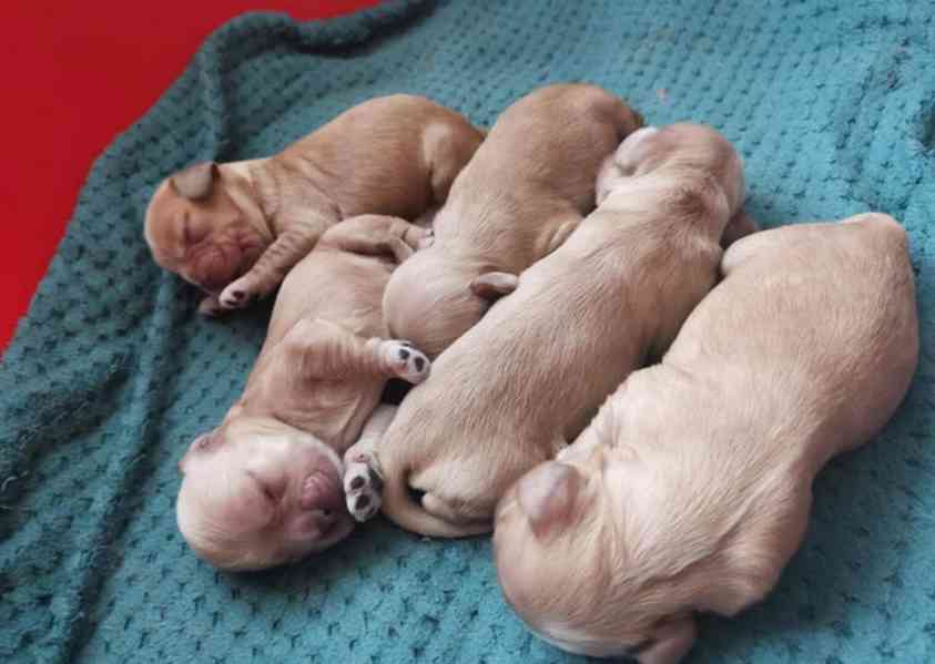 Úžasná holčička amerického kokršpaněla - foto 6