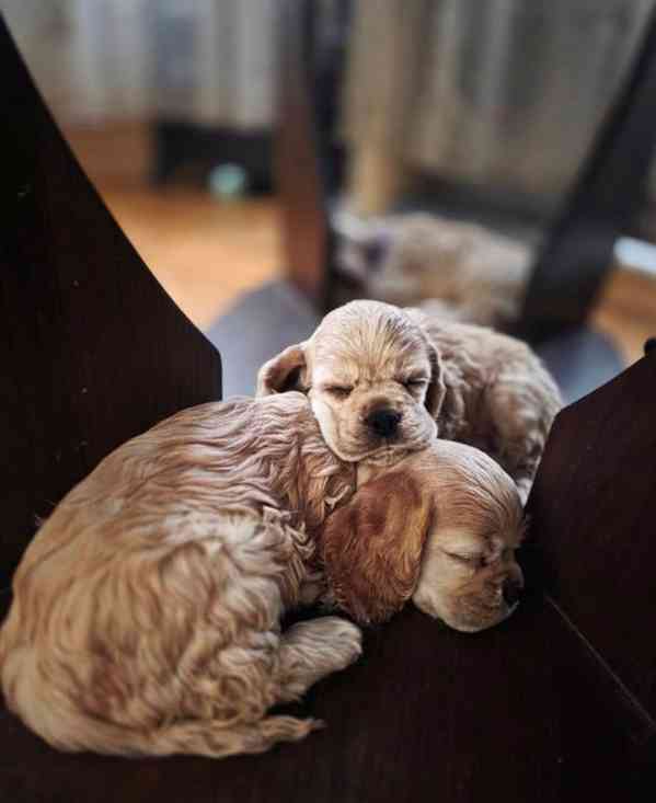 Úžasná holčička amerického kokršpaněla - foto 5