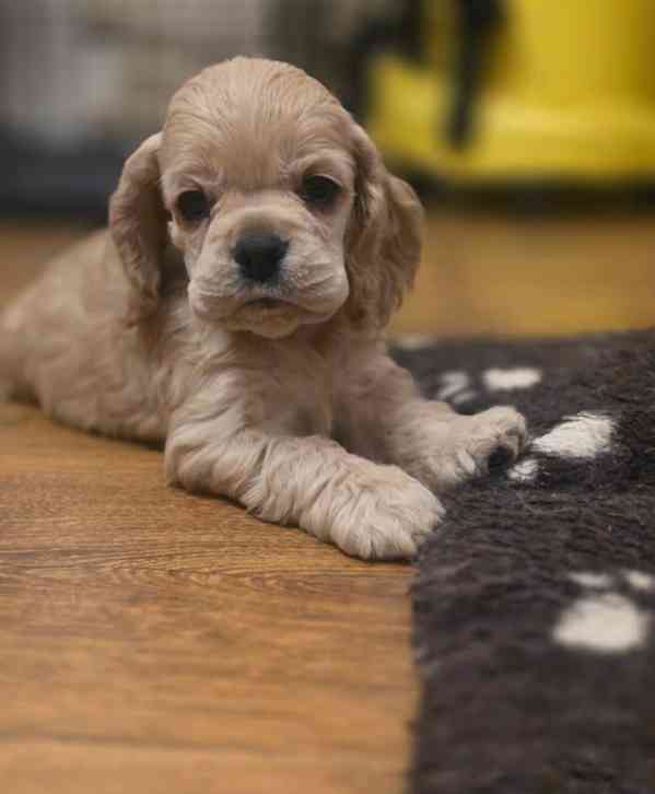 Úžasná holčička amerického kokršpaněla - foto 1