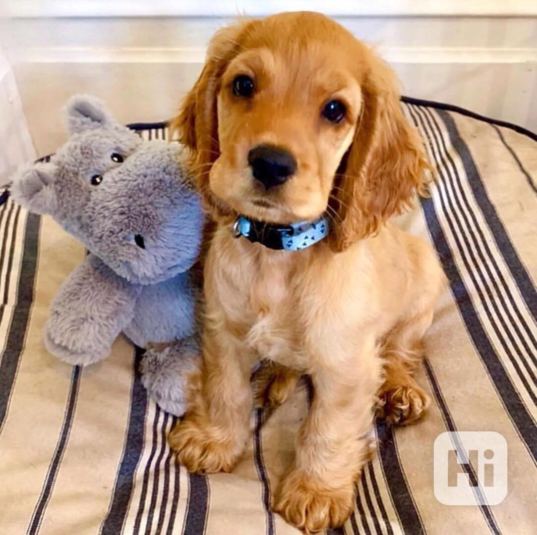 Kokršpaněl na Valentýna - foto 1