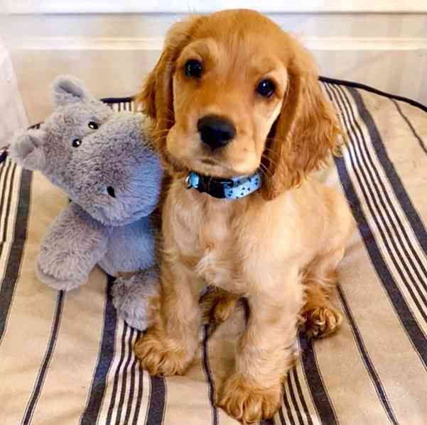 Kokršpaněl na Valentýna - foto 1