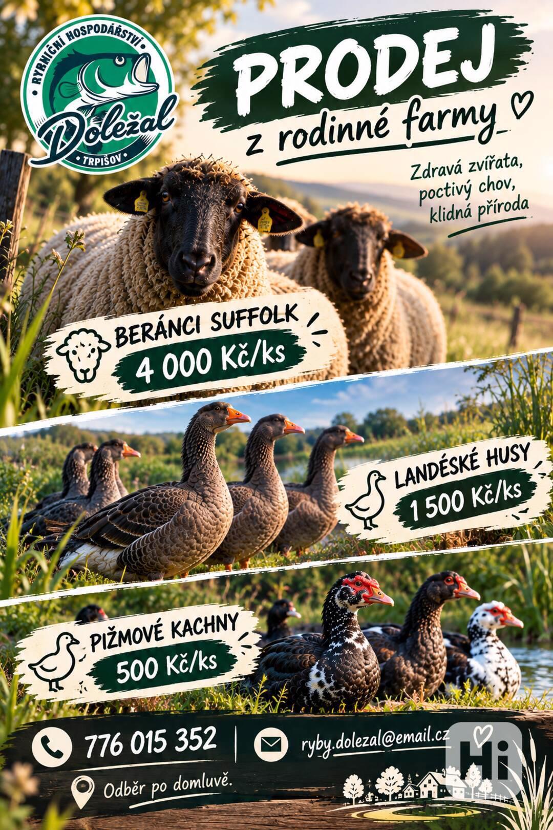 Berani Suffolk - foto 1