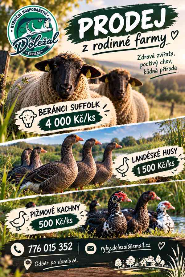 Berani Suffolk - foto 1