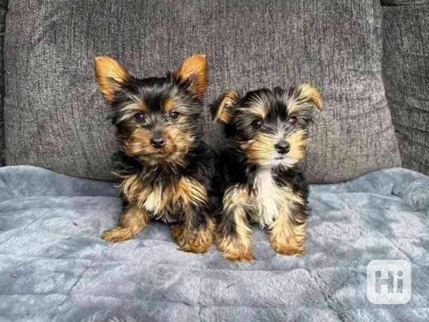 Štěně jorkšíra odchovaného v kvalitní rodině - foto 1