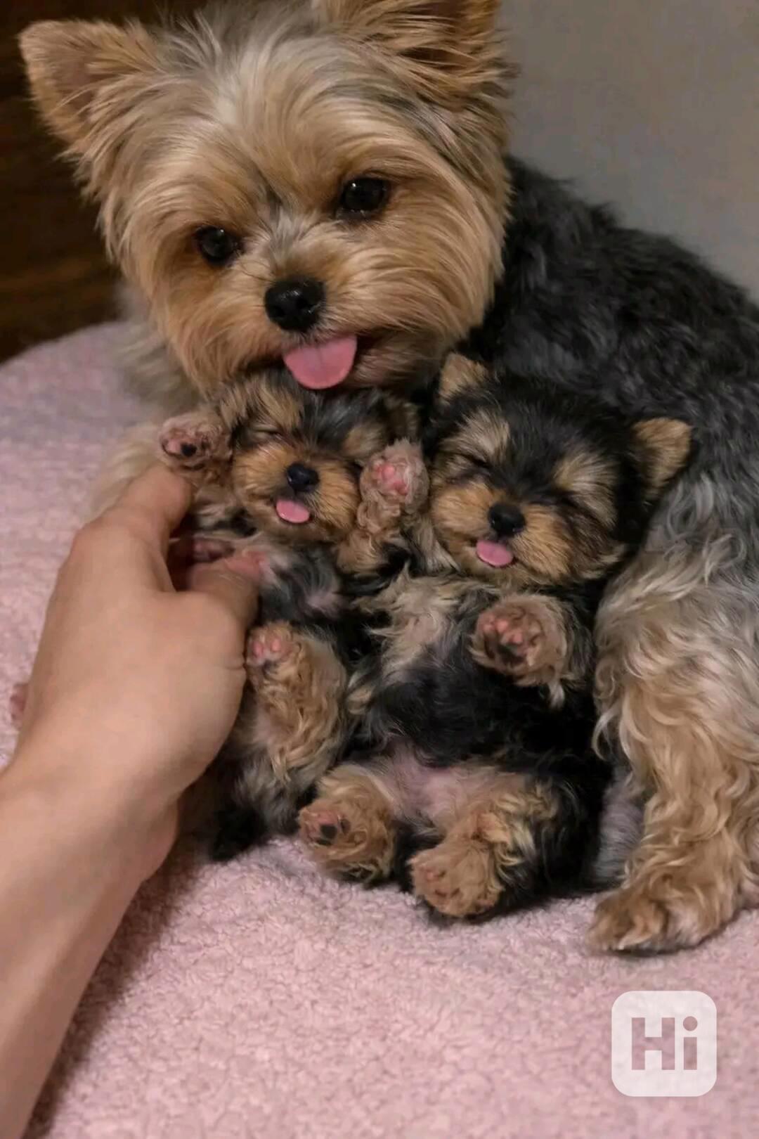 Yorkie  - foto 1