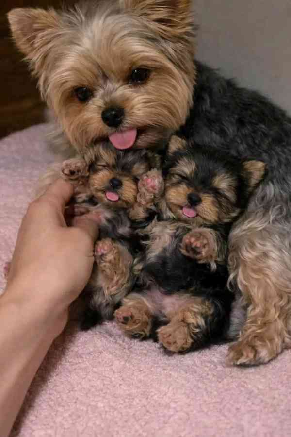 Yorkie  - foto 1