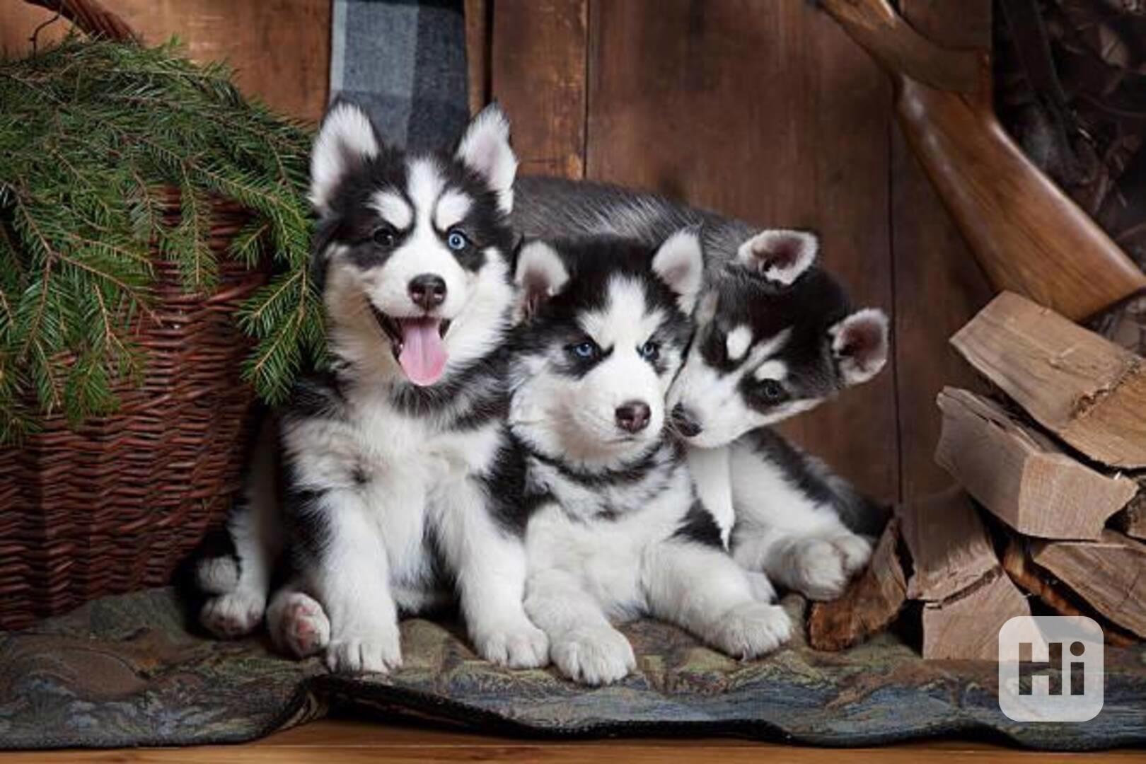 Roztomilá štěňátka sibiřského huskyho - foto 1