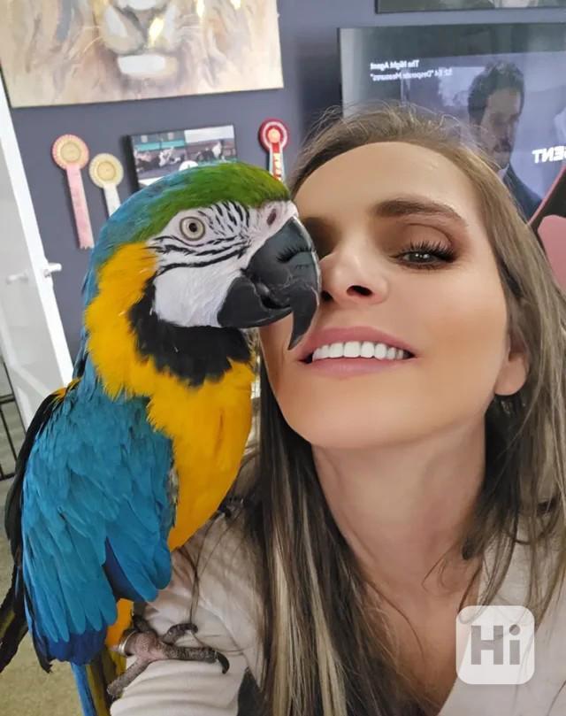 Prodám samičku modrozeleného ara - foto 1