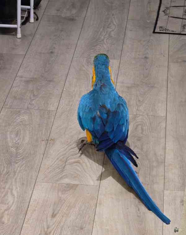 Prodám samičku modrozeleného ara - foto 4