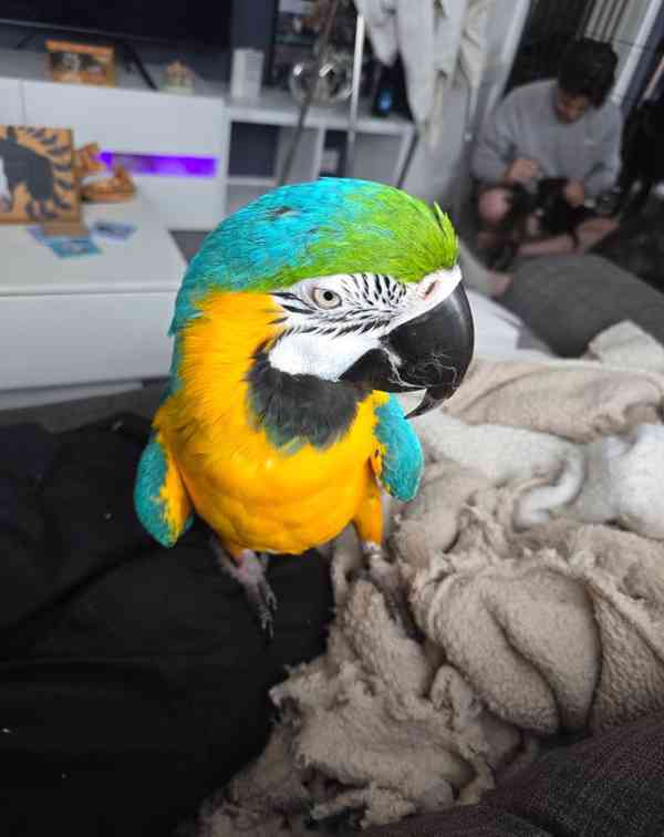 Prodám samičku modrozeleného ara - foto 6