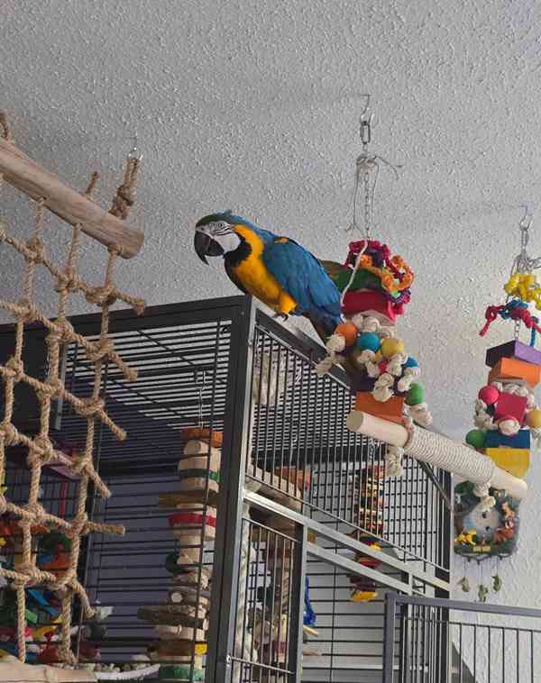 Prodám samičku modrozeleného ara - foto 5