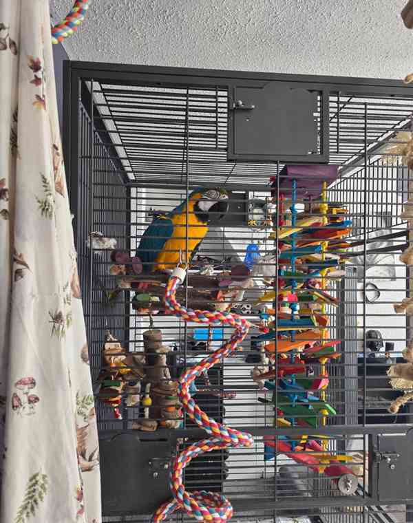 Prodám samičku modrozeleného ara - foto 2