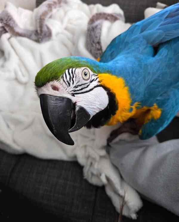 Prodám samičku modrozeleného ara - foto 3