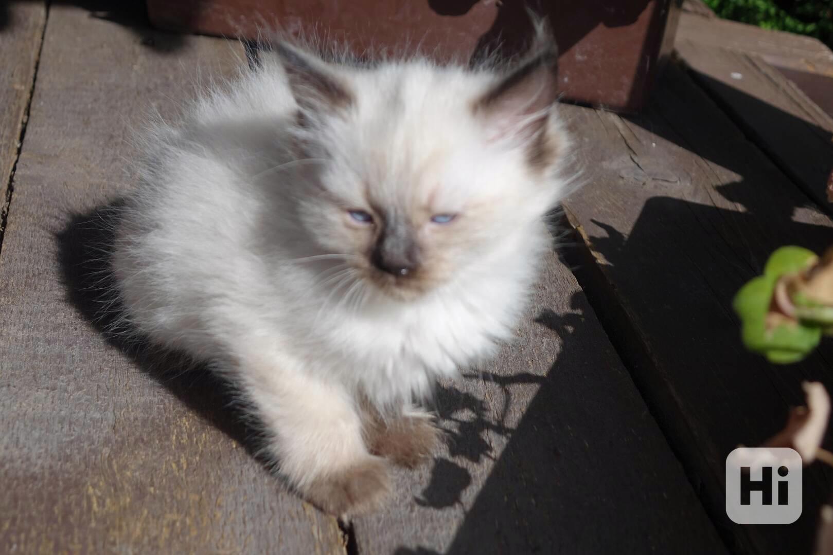 kocourek ragdoll k rezervaci - foto 1