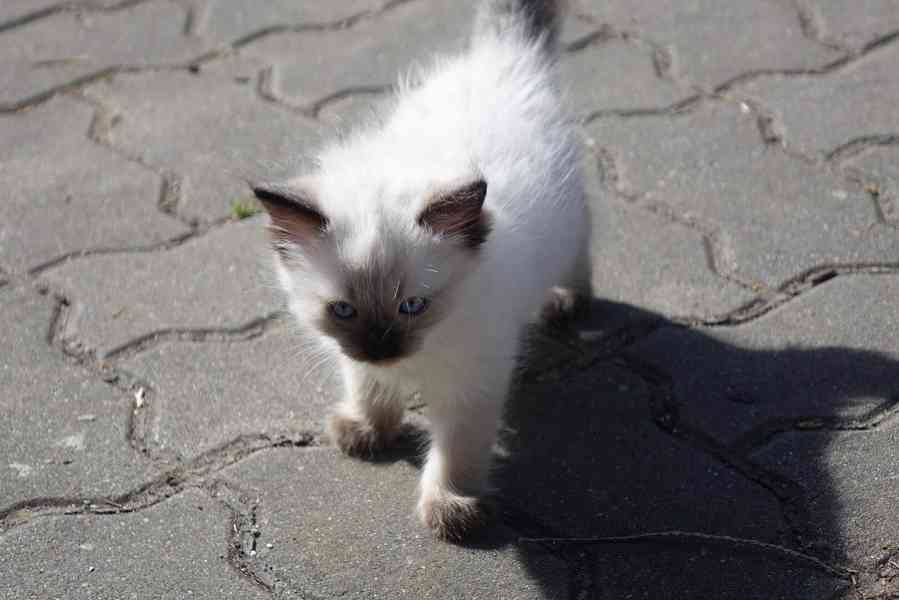 kocourek ragdoll k rezervaci - foto 3