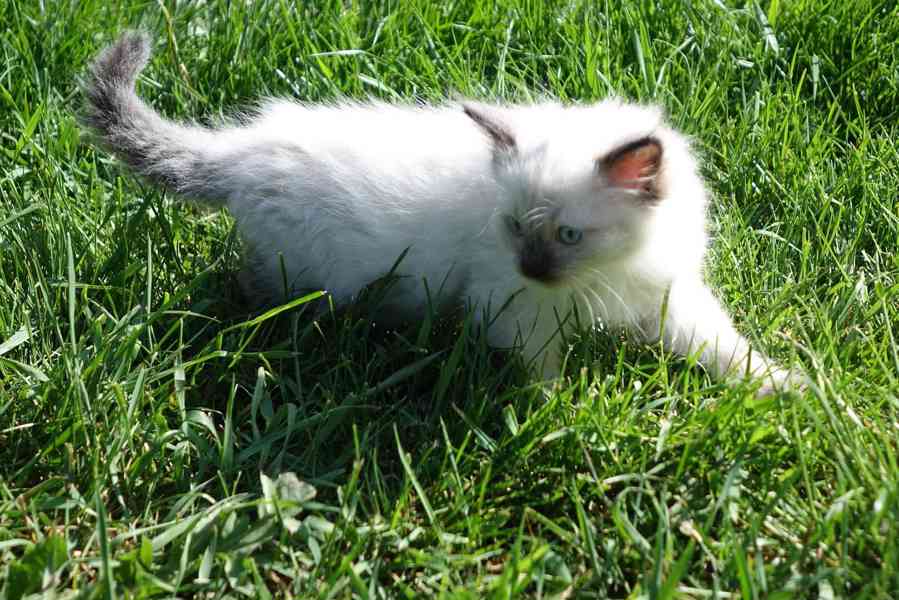 kocourek ragdoll k rezervaci - foto 6