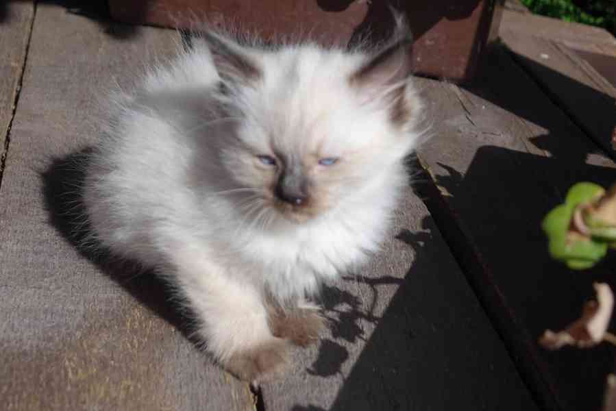 kocourek ragdoll k rezervaci