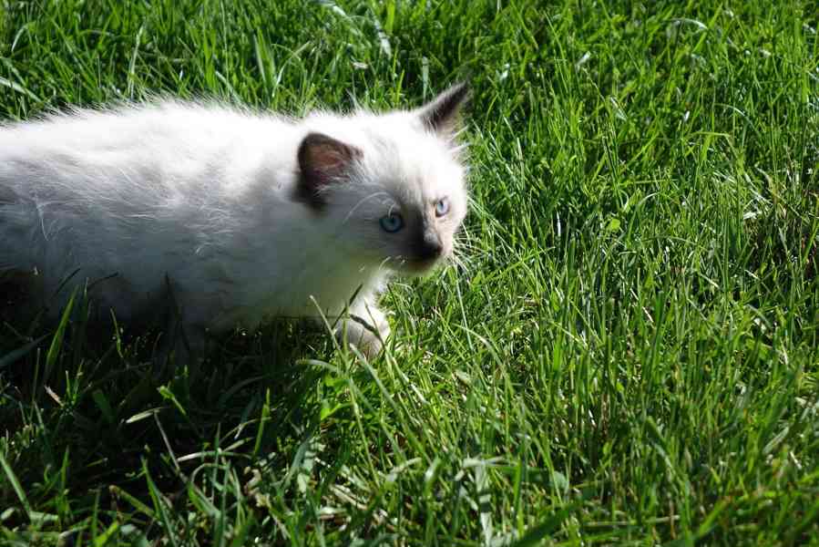 kocourek ragdoll k rezervaci - foto 8