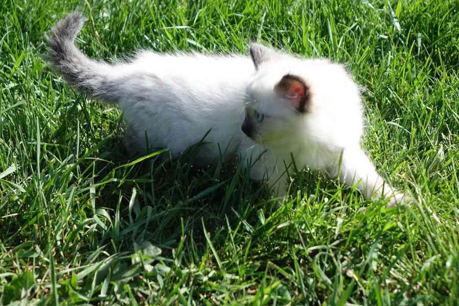 kocourek ragdoll k rezervaci - foto 5