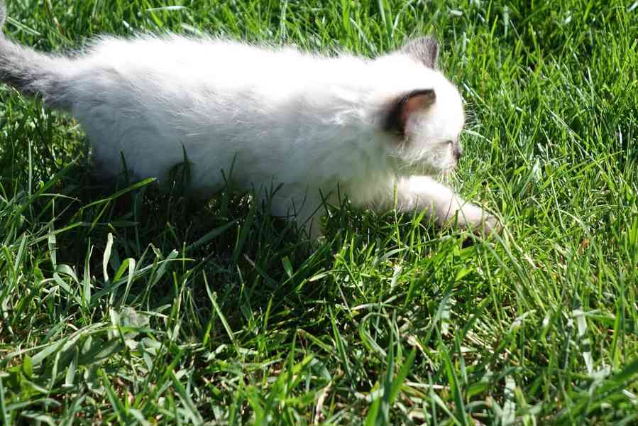 kocourek ragdoll k rezervaci - foto 7