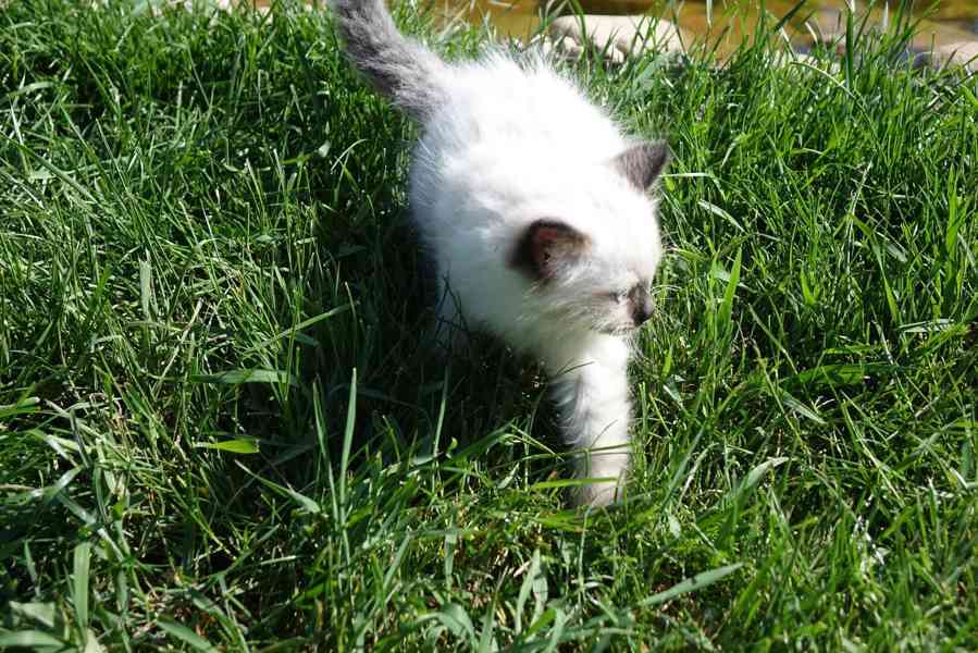 kocourek ragdoll k rezervaci - foto 4