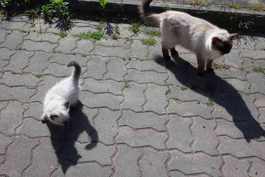 kocourek ragdoll k rezervaci - foto 2