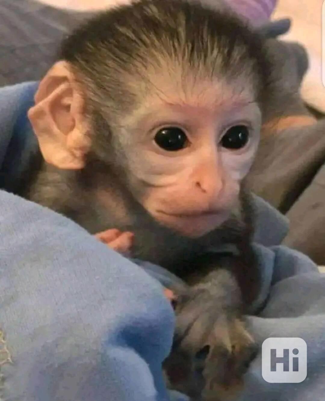   Šťastný chlapeček a holčička Capuchin Beauty - foto 1