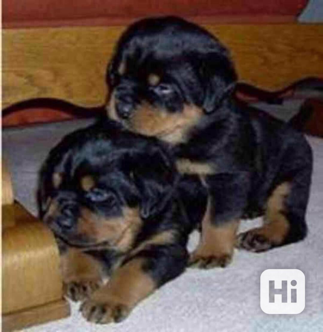Štěňata rotvajlera k adopci - foto 1