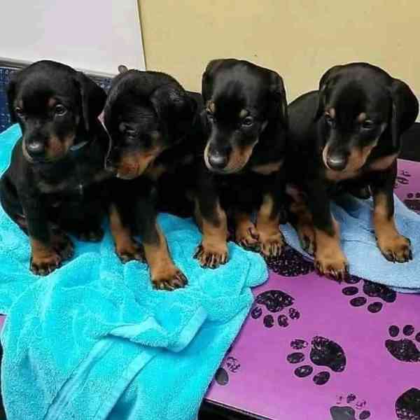 Prodám štěně dobrmana - foto 3