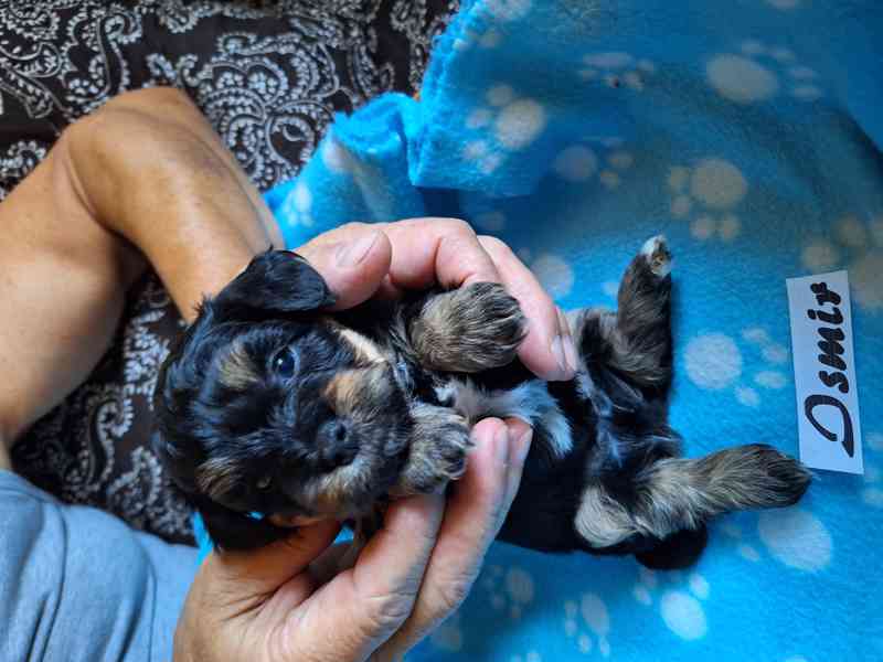 Štěňátka havanského psíka s PP - foto 1