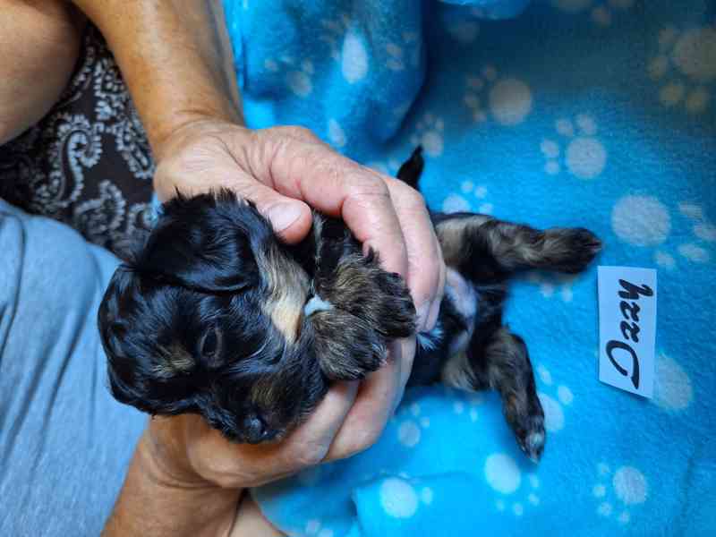 Štěňátka havanského psíka s PP - foto 2