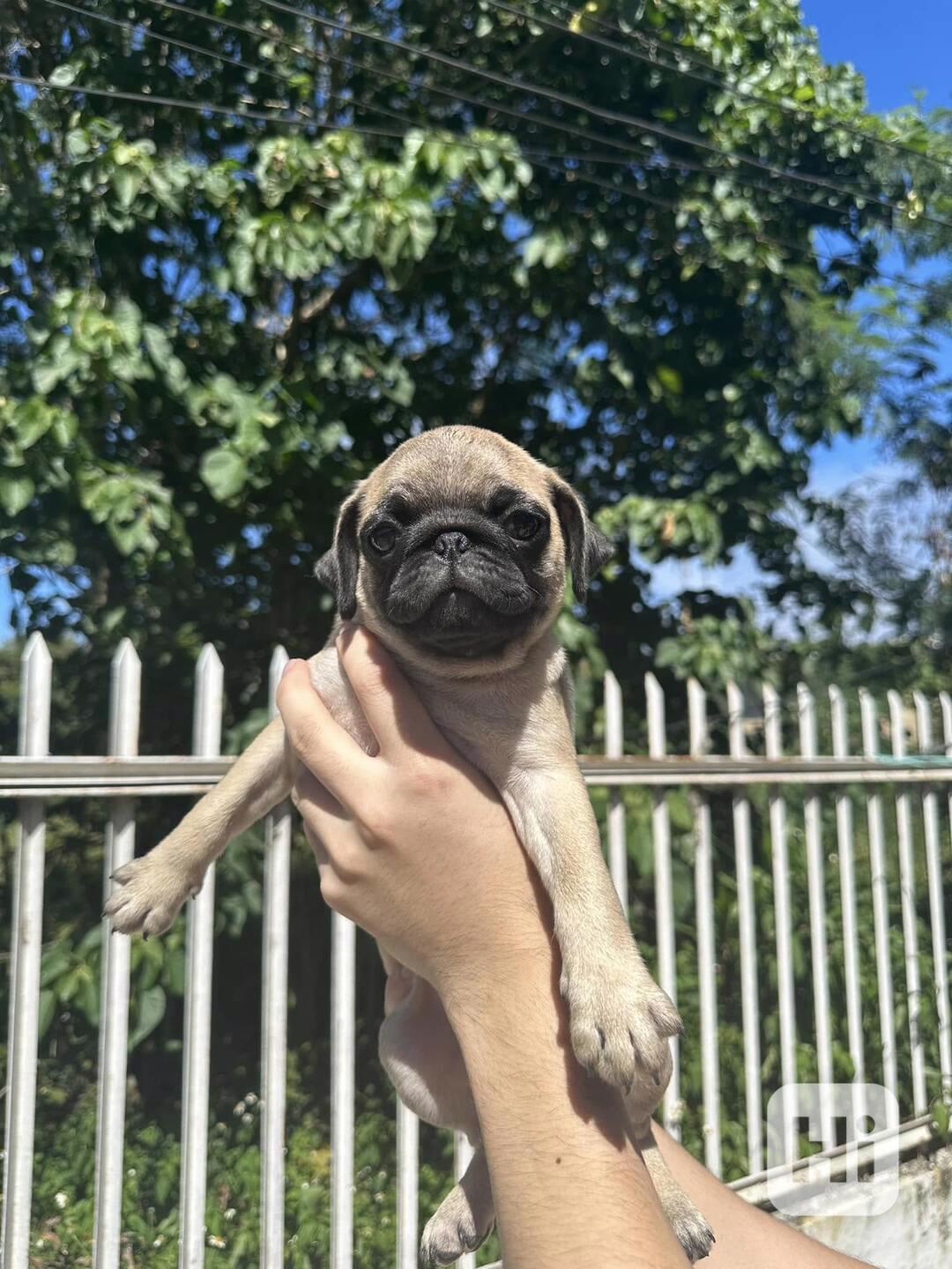  Mopsí štěňata jsou k dispozici k adopci - foto 1