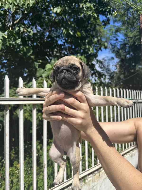 Mopsí štěňata jsou k dispozici k adopci - foto 2