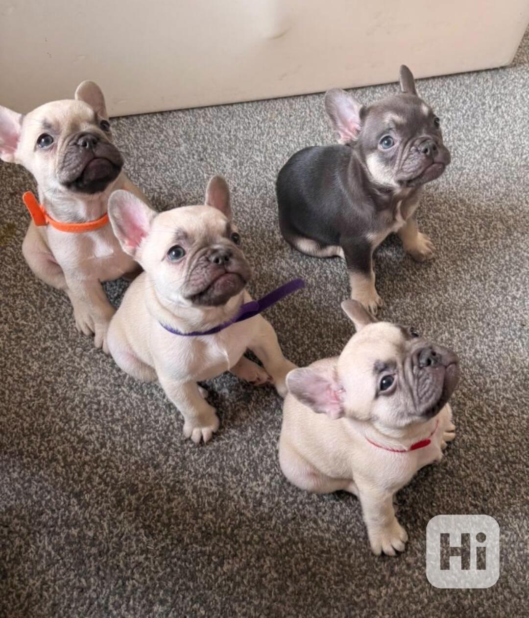 Francouzský buldoček štěňata s PP - foto 1