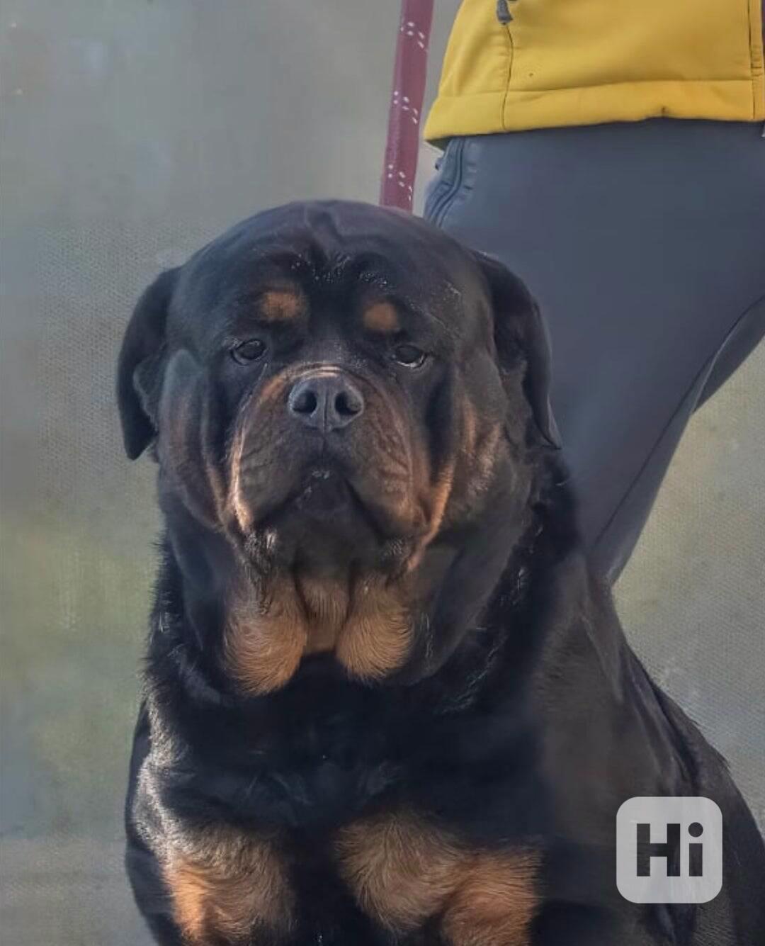 Štěňata rotvajlera 5 generací - foto 1