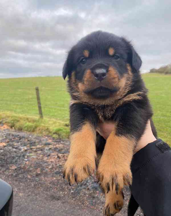 Štěňata rotvajlera 5 generací - foto 5