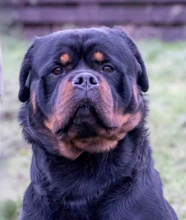 Štěňata rotvajlera 5 generací - foto 2