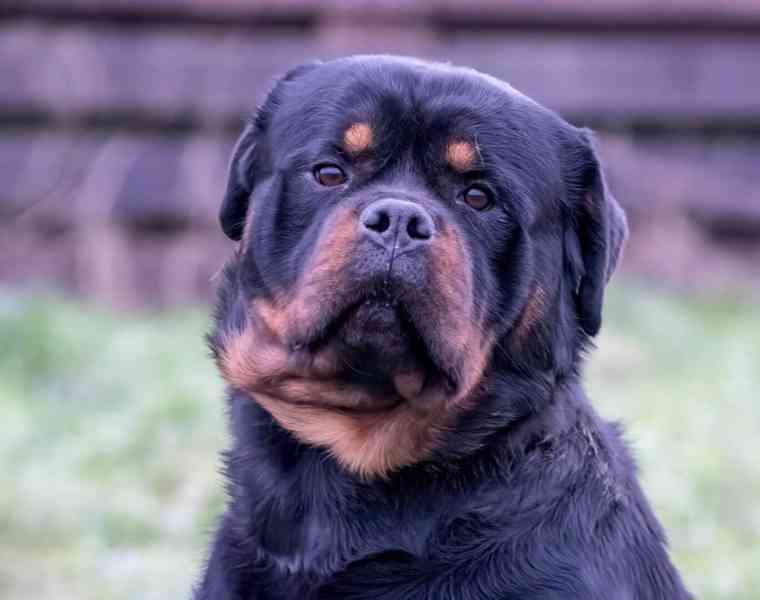 Štěňata rotvajlera 5 generací - foto 3