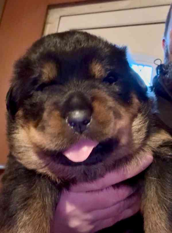 Štěňata rotvajlera 5 generací - foto 4