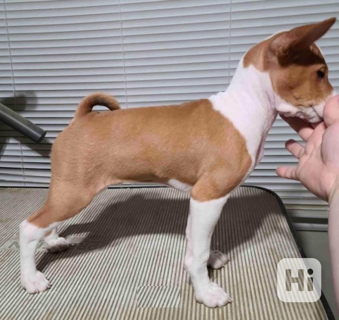 štěňata basenji - foto 1