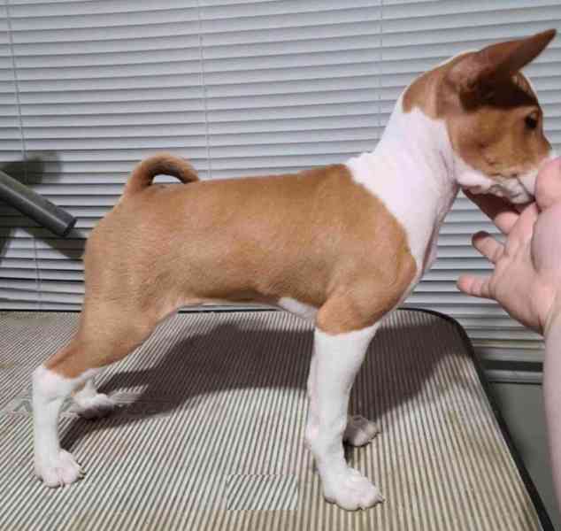štěňata basenji - foto 1